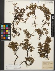 Foto von Salix retusa L.